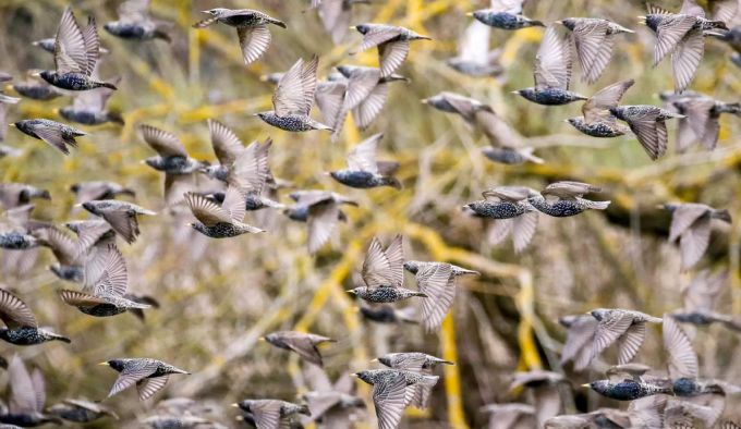 Stare fliegen im Schwarm durch ein Naturschutzgebiet nahe der Donau in Deutschland. stare naturschutzgebiet