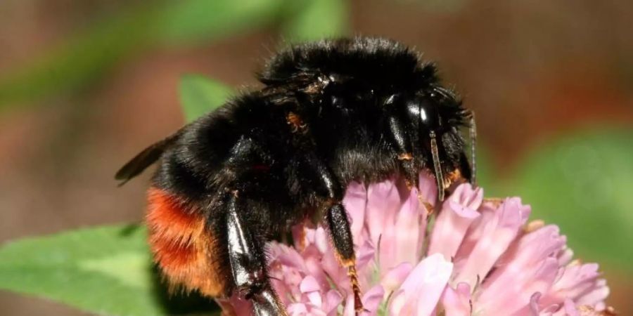 Insgesamt gibt es in Deutschland rund 33.000 Insektenarten. Die Steinhummel wird in deutschen Gärten am häufigsten beobachtet. Foto: Helge May/NABU/dpa/Archiv