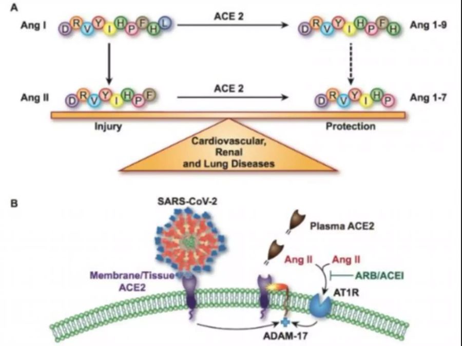 Coronavirus