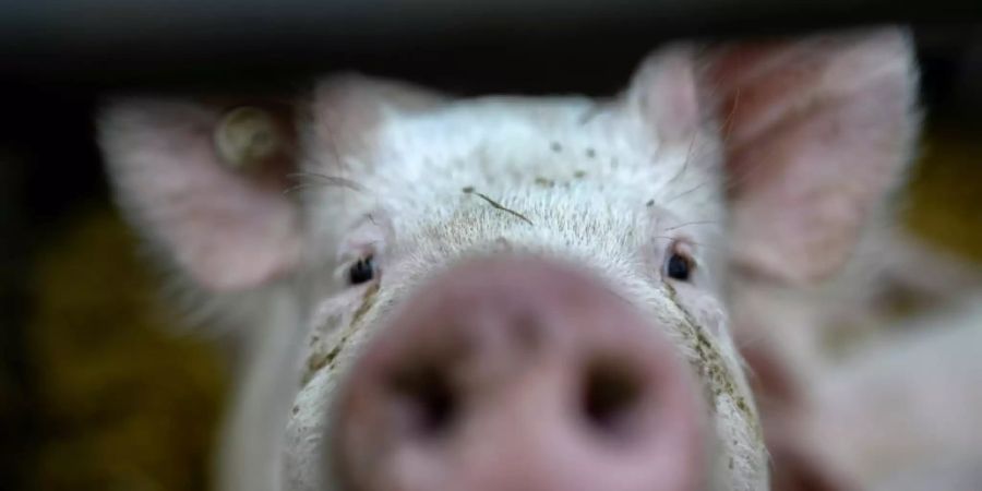 Schwein in einem Stall in Dortmund