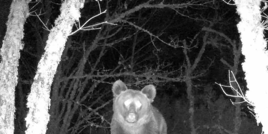 Nachtaufnahme des Braunbären in dem nordspanischen Naturpark. Foto: Zeitun Films/dpa