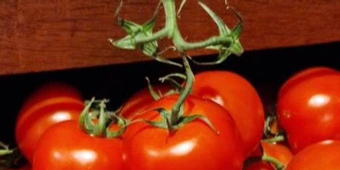 Tomaten