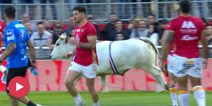 Im Video - Rugby-Spieler fliehen beim Aufwärmen vor Bullen