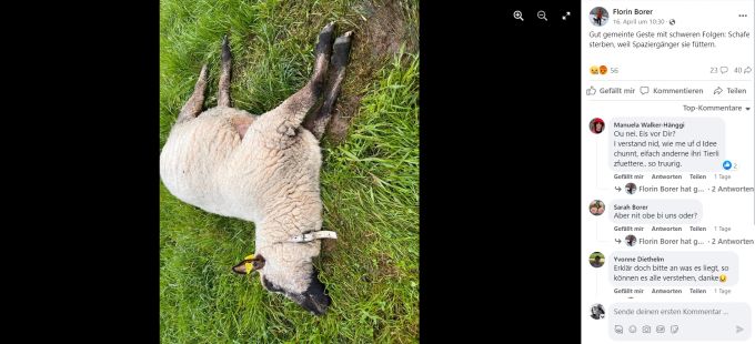 Ein Schaf wurde in Aesch BL tot aufgefunden. schaf