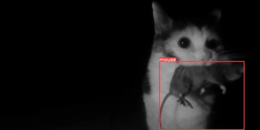 So bleibt sie draussen: Die schlaue Katzenklappe lässt die Katze nur ohne Beute ein.