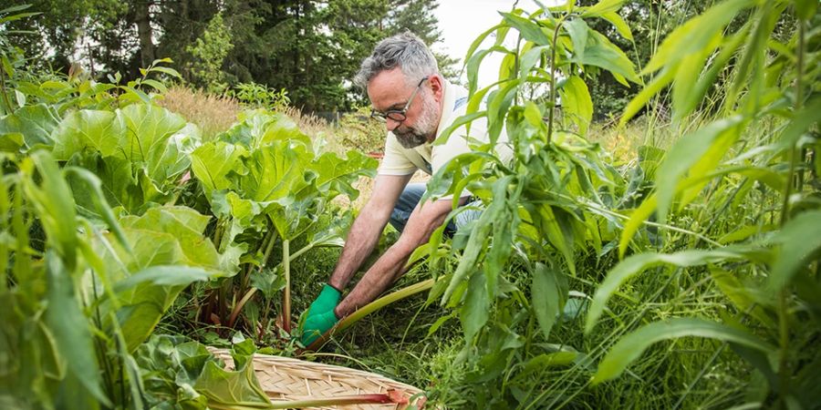 Selbstversorger Obst Gemüse Platz