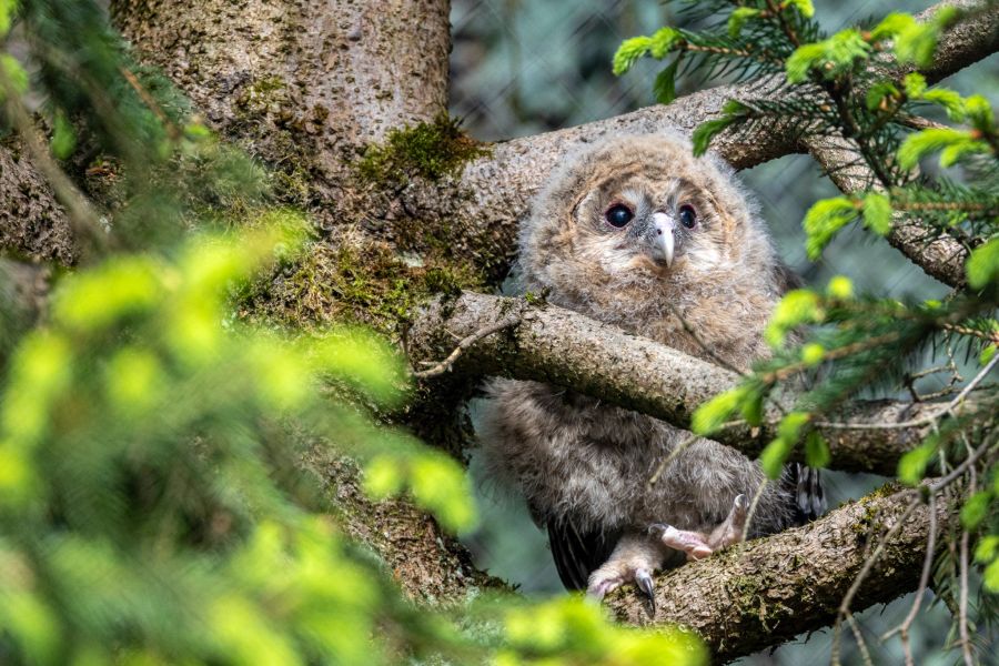 Auch vier junge Habichtkäuze wachsen gerade im Zürich Zoo heran, Sie sollen demnächst ausgewildert werden.