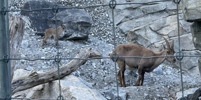 Das Steinbock-Kitz im Tierpark Bern ist am 26. Mai zur Welt gekommen. steinbock