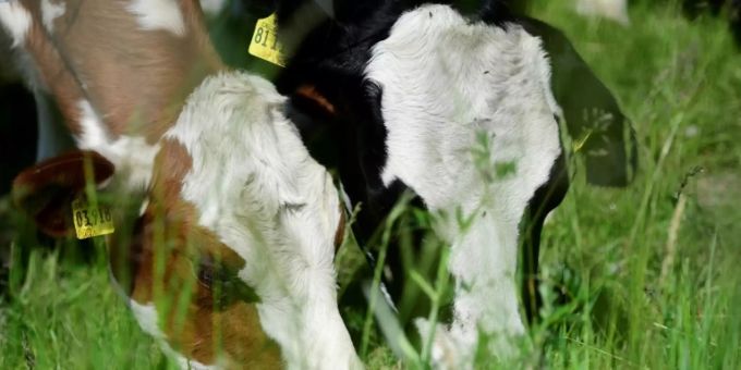 Kühe grasen auf eienr Weide Kühe grasen auf eienr Weide