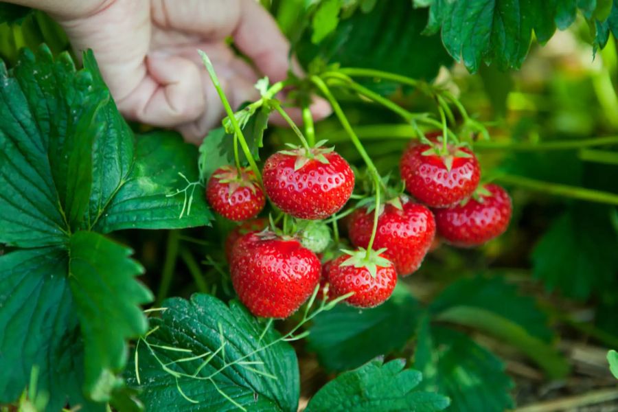 Lokale Erdbeeren