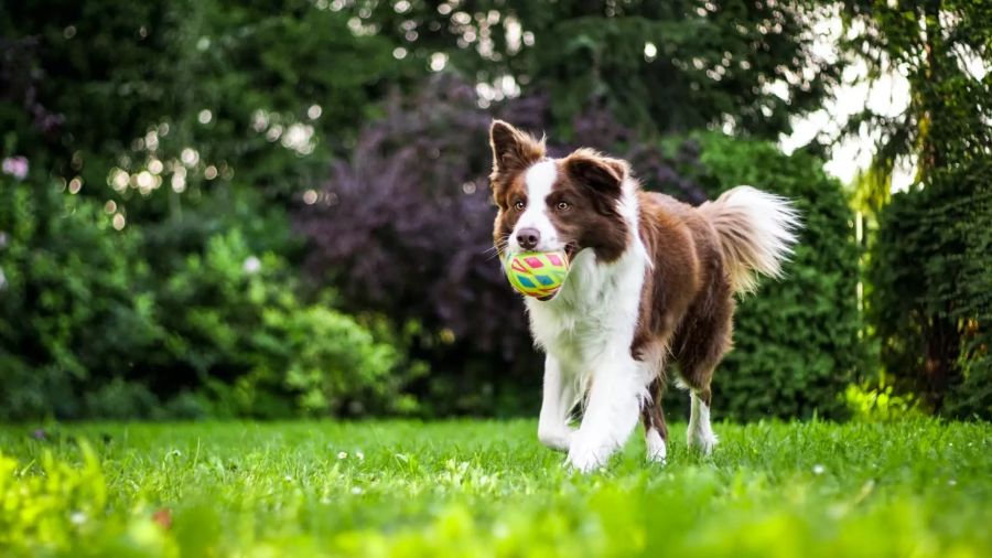 Hund spielt