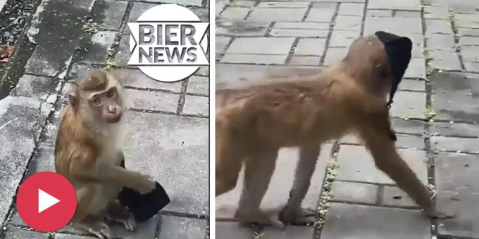 Im Video - Äffchen trägt Maske vorbildlicher als mancher Mensch
