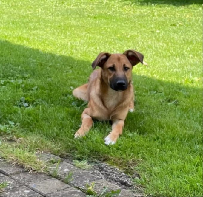 Die kleine Hundedame ist etwa fünf Monate alt. Tierheim Strubeli Tier des Monats