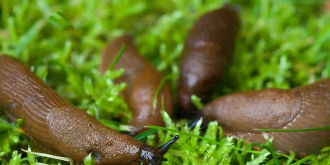 München - Wie sich Nacktschnecken aus dem Garten vertreiben lassen