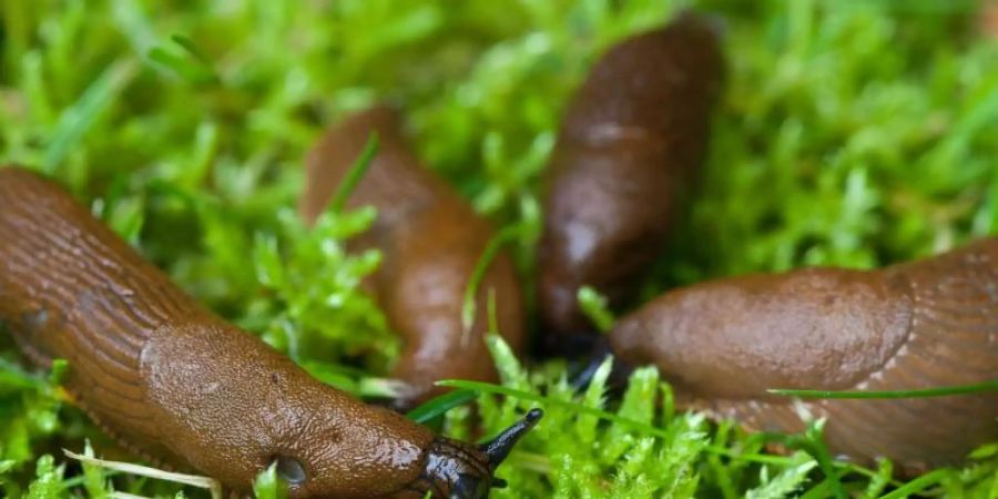 Spanische Wegschnecken (Arion lusitanicus) sind in Deutschland inzwischen stark verbreitet und für Gartenbesitzer oft ein Ärgernis. Foto: Patrick Pleul/dpa-Zentralbild/dpa