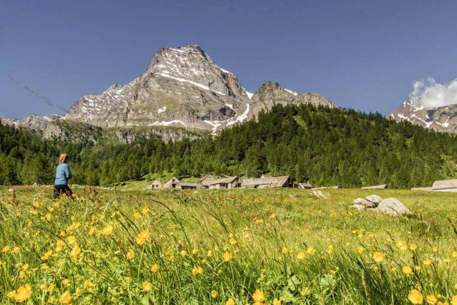 Blütenpracht auf der Alpe Veglia: Bis spät in den August hinein blühen entlang dem Sentiero dei Fiori Pflanzen.