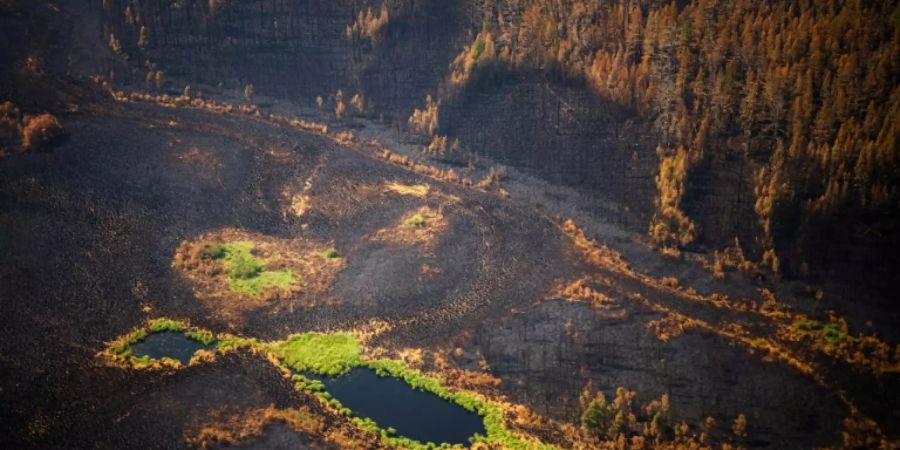 Verbrannter Wald in im Gebiet Gorni Ulus