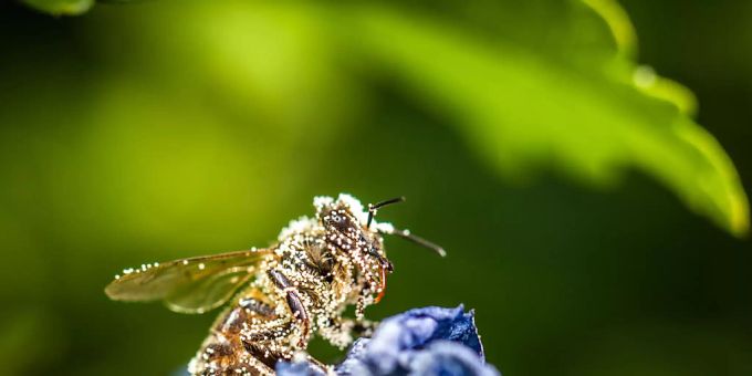 Pollen-bedeckte Biene. (Symbolbild) Pollen-bedeckte Biene. (Symbolbild)