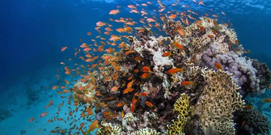 Das Great Barrier Reef vor der Ostküste Australiens ist grösser als Italien. Foto: James Cook University/AAP/JAMES COOK UNIVERSITY/dpa