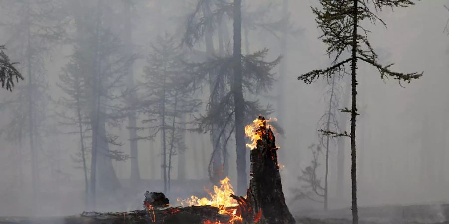 Der Ort eines Waldbrandes, auf dem ein Baumstamm in Flammen steht. Die russischen Behörden haben den Ausnahmezustand in Nordostsibirien ausgeweitet, um externe Ressourcen zur Bekämpfung der Waldbrände in der riesigen Region heranzuziehen. Foto: Vasily Kuper/AP/dpa