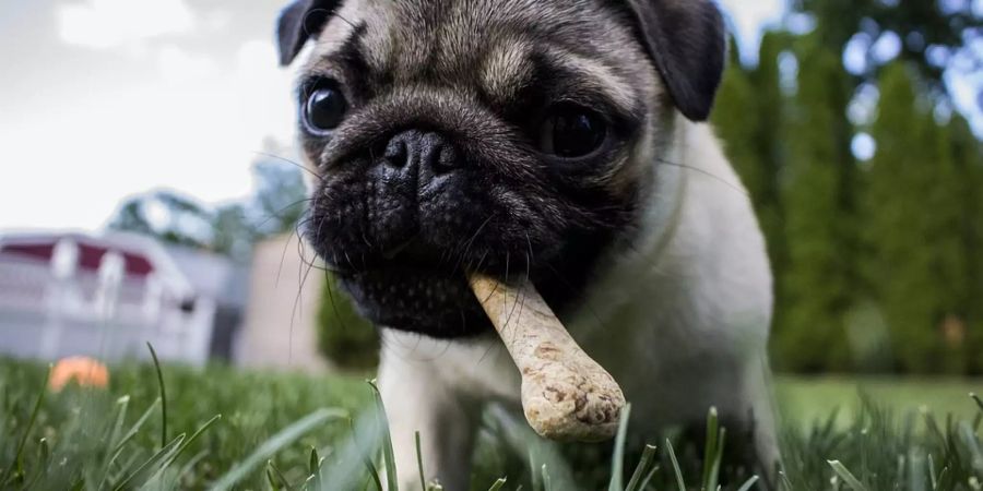 Hund Essen