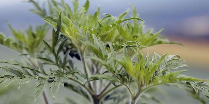 Der Bundesrat will das Umweltrecht so anpassen, dass invasive gebietsfremde Pflanzen wie die Ambrosia (Bild) besser bekämpft werden können. (Archivbild) Ambrosia