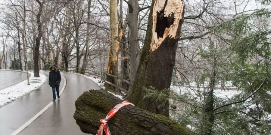 Ein vom Sturm abgebrochener Baum