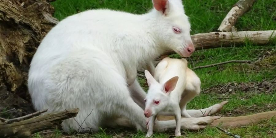 Albino-Känguru Flöckchen mit Nachwuchs