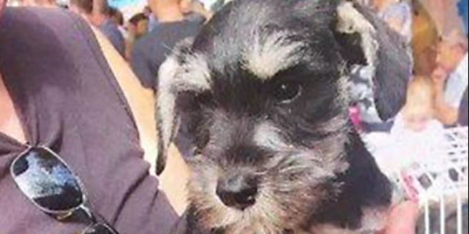 Augen auf beim Hundekauf. Hundewelten ezv hundekauf