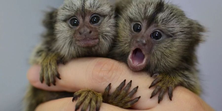 Versteigerung Marmosetten