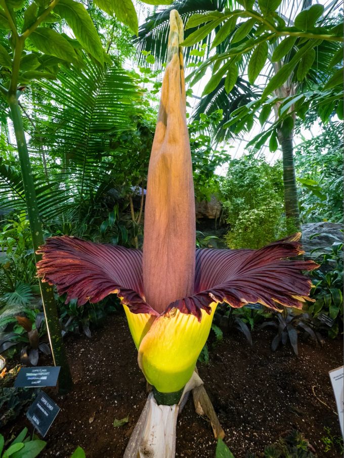 Konjak-Teigwaren stammen aus der Wurzel der exotischen Pflanze Amorphophallus Titanium. Amorphophallus Titanium