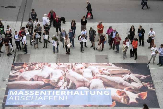 Die Ablehnung gegen die Massentierhaltungsinitiative stieg. massentierhaltung