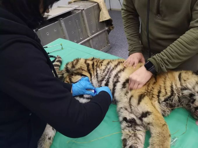 Tiger-Baby