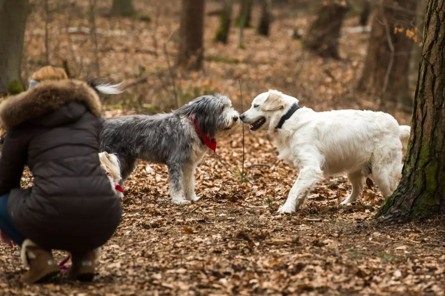 Zwei Hunde beschnuppern sich Frau Vordergrund Rückenansicht Wald