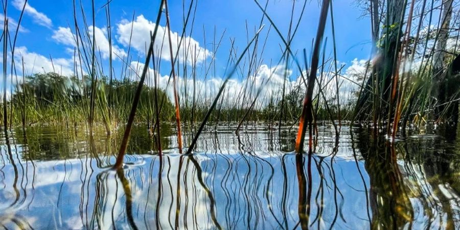 In Florida, wie hier im Everglades-Nationalpark, finden die Reptilien perfekte Bedingungen.