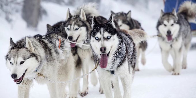 Mit Huskys durch die Winterlandschaft rauschen: ein einmaliges Erlebnis. Huskys