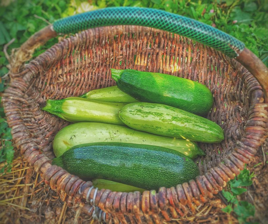 Zucchini