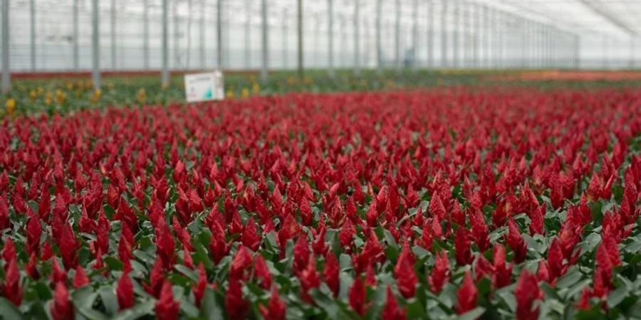 Bromelien blühen im niederländischen De Kwakel in einem Gewächshaus. Foto: picture alliance / dpa