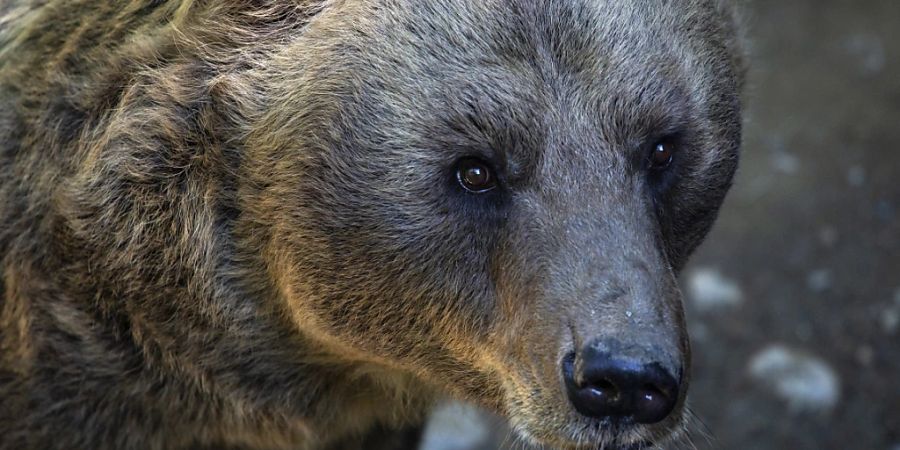 Das 18-jährige Braunbärmännchen soll schon diesen Frühling von Skopje nach Arosa zügeln.