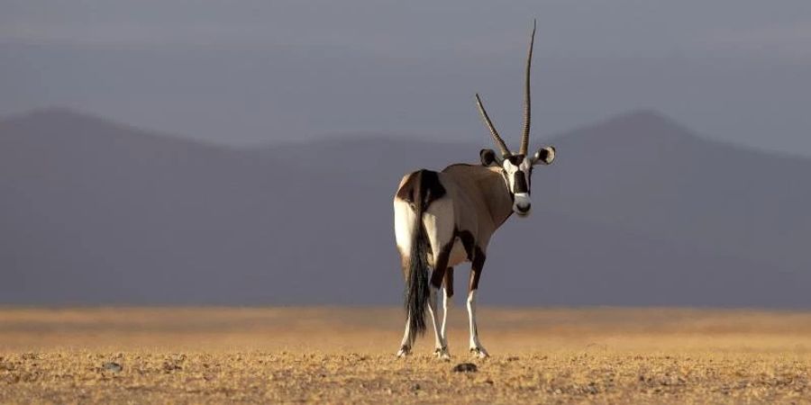 Ein Spiessbock im Namib-Naukluft-Nationalpark: Der dramatische Schwund der Artenvielfalt ist nach wissenschaftlichen Studien eine beispiellose Bedrohung für die Gesundheit und Nahrungsmittelsicherheit der Menschen. Foto: Chen Cheng/XinHua/dpa