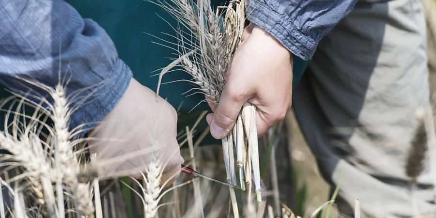 In der Schweiz sind Freilandversuche mit gentechnisch veränderten Pflanzen unter strengen Auflagen erlaubt. Das generelle Gentech-Moratorium kommt immer mehr unter Druck. (Archivbild)