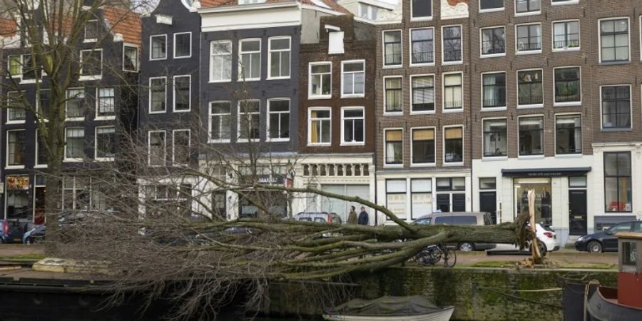 Umgestürzter Baum in Amsterdam