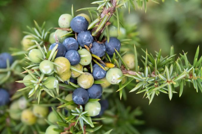 Wacholder aus dem Nördlinger Ries wird für Gin genutzt. Wacholderbeeren blau grün Zweig
