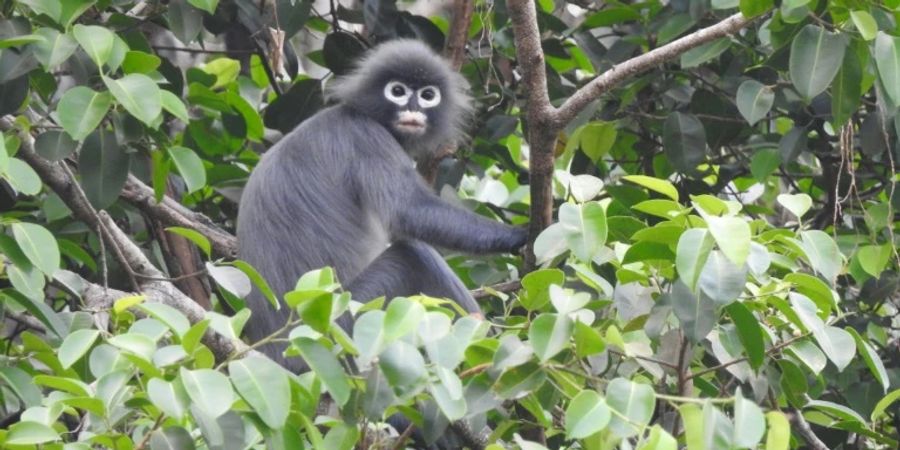 Ein Popa-Langur, eine weitere in Myanmar entdeckte Affenart