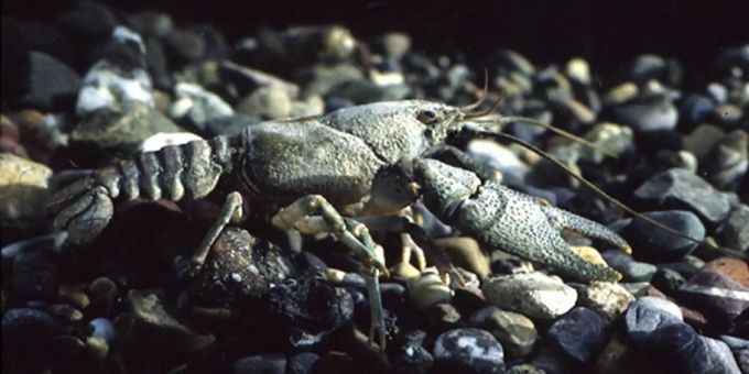 Ein Steinkrebs (Austropotamobius torrentium) weilt auf einem Kiesbachbett, undatiertes Handout. steinkrebs