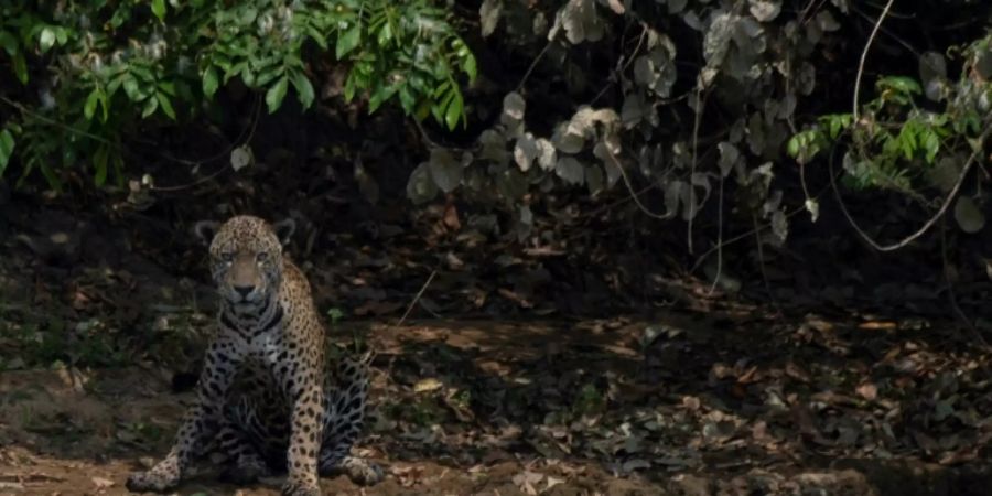 Jaguar im Pantanal