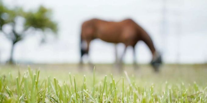 Die Rentnerin darf sich dem Pferd nicht mehr nähern. (Symbolbild) pferd