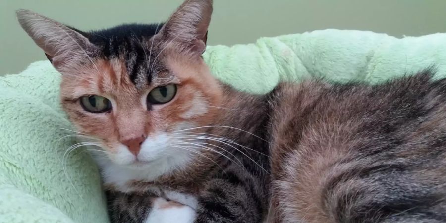 Tigerin Shana sucht ein Zuhause.