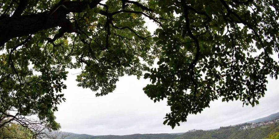 Der Edersee liegt im Nationalpark Kellerwald-Edersee. Foto: Swen Pförtner/dpa