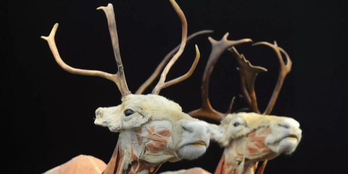 Die Rentiere im Walter Zoo in Gossau.